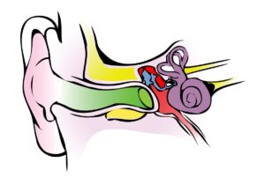 vestibular-system-1